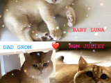 Luna Bri Ny 12 Kizimiza Yeni̇ Yuva Ariyoruz