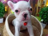 Muazzam Güzelli̇kte French Buldog Yavrularimiz