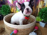 A Kali̇te Hari̇ka Maskeli̇ Sifir Burun French Bulldog Yavrularimiz
