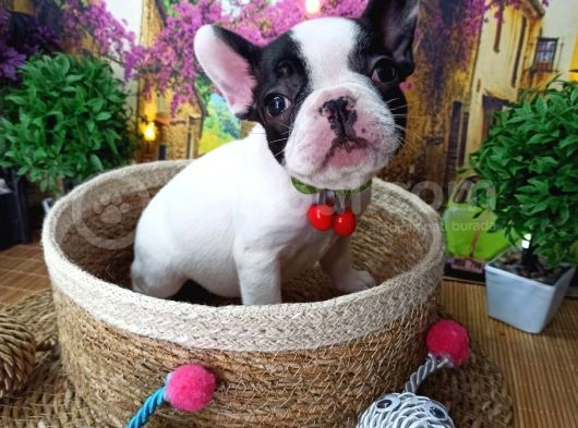 A Kali̇te Hari̇ka Maskeli̇ Sifir Burun French Bulldog Yavrularimiz görsel