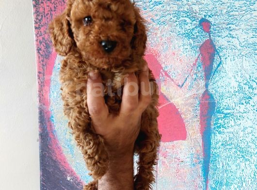 Red Brown Toy Poodle Erkek Yavrumuz