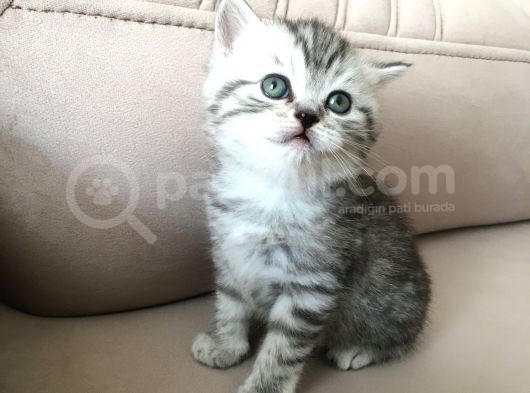 55 Günlük Di̇şi̇ Bri̇ti̇sh Silver Tabby görsel