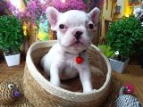 Muazzam Güzelli̇kte French Buldog Yavrularimiz