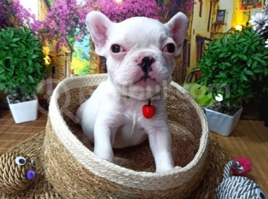 Muazzam Güzelli̇kte French Buldog Yavrularimiz görsel