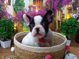 A Kali̇te Hari̇ka Maskeli̇ Sifir Burun French Bulldog Yavrularimiz