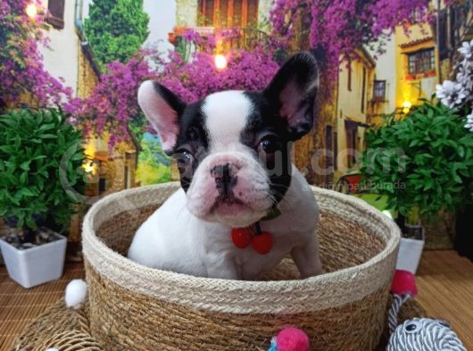 A Kali̇te Hari̇ka Maskeli̇ Sifir Burun French Bulldog Yavrularimiz görsel