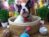 A Kali̇te Hari̇ka Maskeli̇ Sifir Burun French Bulldog Yavrularimiz