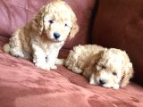 Safkan Toy Poodle