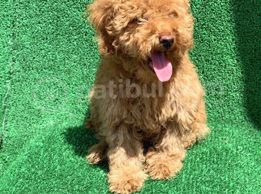 Show Kali̇te Red Toy Poodle Erkek görsel
