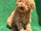 Show Kali̇te Red Toy Poodle Erkek