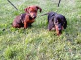 Dachshund