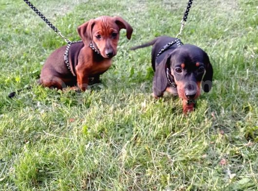 Dachshund görsel