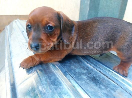 Dachshund görsel