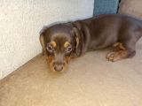 Muhteşem Dachshund Bebekler