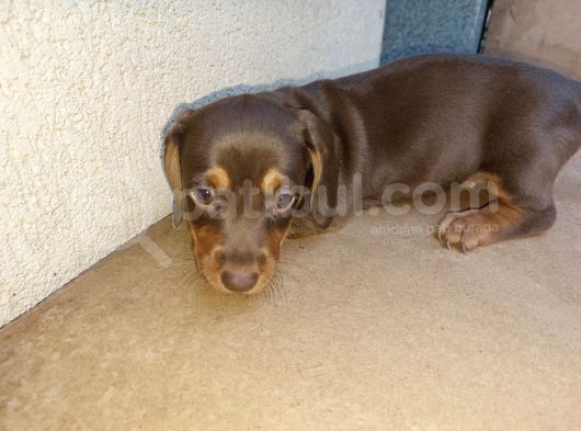 Muhteşem Dachshund Bebekler görsel