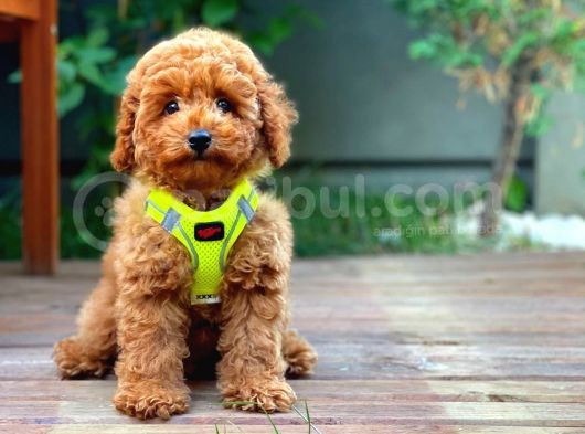 Red Toy Poodle Yavrularımız