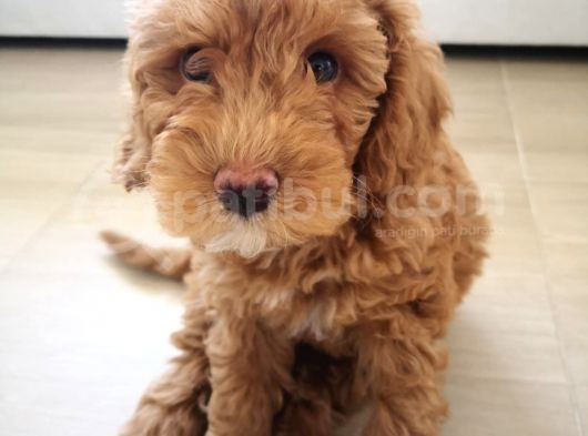 2 Aylık Toy Poddle Brown görsel