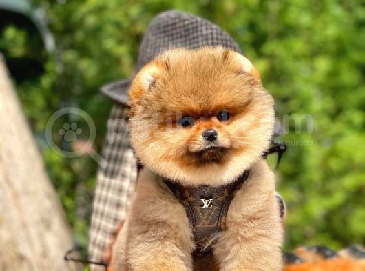 Irk Ve Sağlık Garantili Pomeranian Boo Yavrularımız görsel