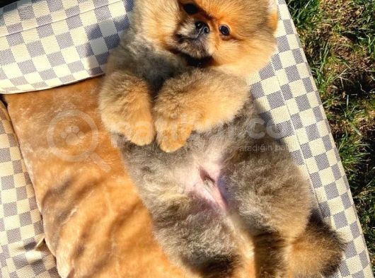 Irk Ve Sağlık Garantili Pomeranian Boo Yavrularımız görsel