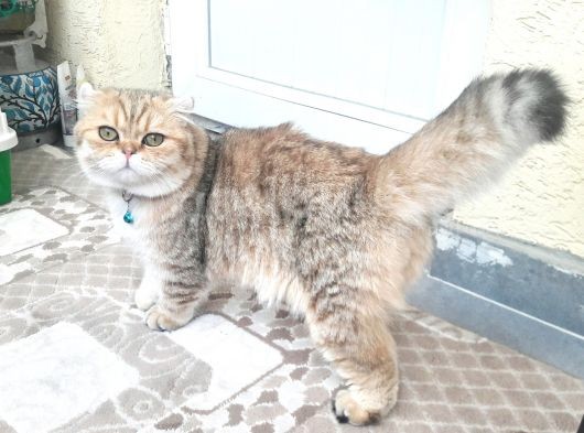 Scottish Fold görsel