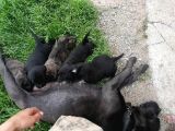 Anne Gri Cane Corso Baba Rodvilder Harika Yavrular