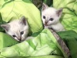 Üç Yakışıklı Kardeşe Yeni Aile