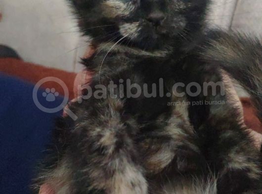 Yavrularımız Sahiplenmeyi Bekliyor görsel