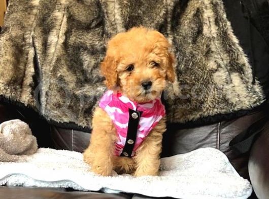 Safkan Toy Poodle Yavrularımız görsel