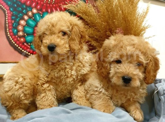 Poddle Yavruları görsel