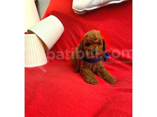 Safkan Toy Poodle Yavrularımız