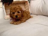 Safkan Toy Poodle Yavrularımız