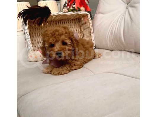 Safkan Toy Poodle Yavrularımız görsel