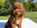 Toy Poodle Yavrularımız