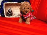 Safkan Toy Poodle Yavrularımız
