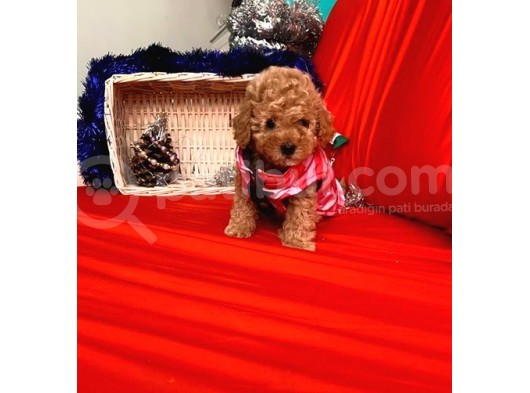 Safkan Toy Poodle Yavrularımız görsel