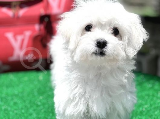 Gerçek Maltese Yavrular görsel