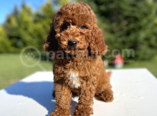Toy Poodle Yavrularımız görsel