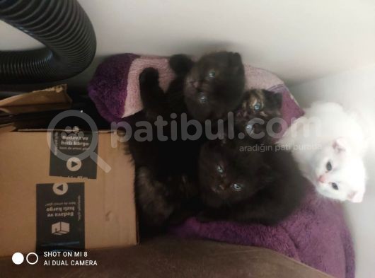 Yavrularımız Sahiplenmeyi Bekliyor görsel