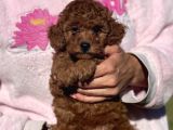 Bebek Surat Toy Poodle Yavrular