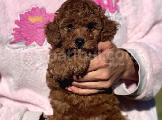 Bebek Surat Toy Poodle Yavrular görsel