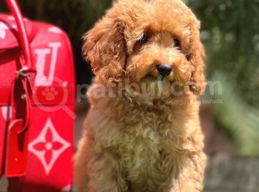 Red Toy Poodle Yavrular