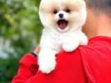 Aa Kalite Safkan  Pomeranian Oğlumuz