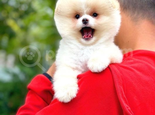 Aa Kalite Safkan  Pomeranian Oğlumuz görsel