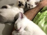 Üç Yakışıklı Kardeşe Yeni Aile