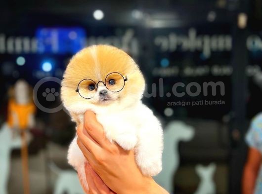 Ayı Surat Pomeranian Boo Yavrularımız görsel