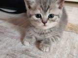 Oyuncu Yavrular Yeni̇ Sahi̇pleri̇ni̇ Bekli̇yor