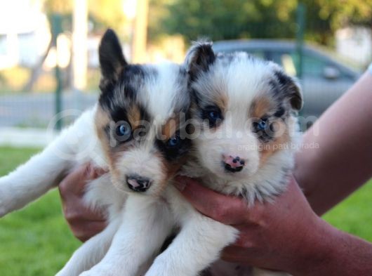 Border Collie Yavrular görsel