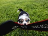 Border Collie Yavrular