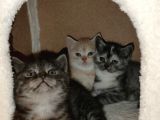 Oyuncu Yavrular Yeni̇ Sahi̇pleri̇ni̇ Bekli̇yor