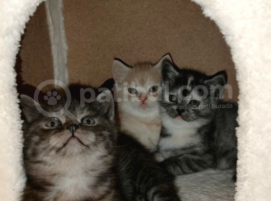 Oyuncu Yavrular Yeni̇ Sahi̇pleri̇ni̇ Bekli̇yor görsel